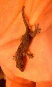 ヤモリの赤ちゃん